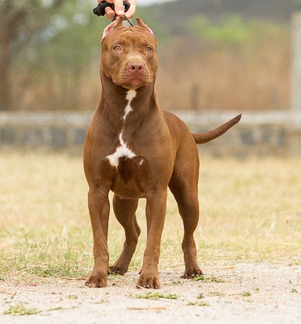 Photo of the dog