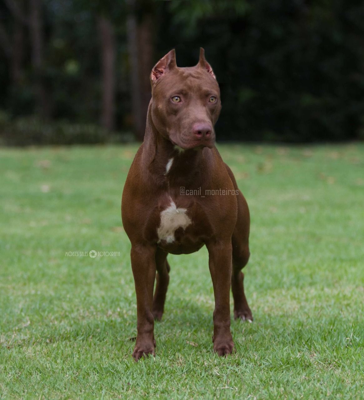 Photo of the dog
