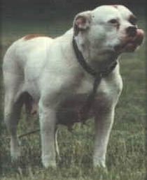 Photo of the dog