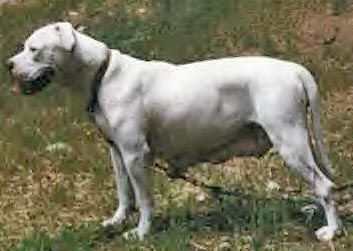 Photo of the dog