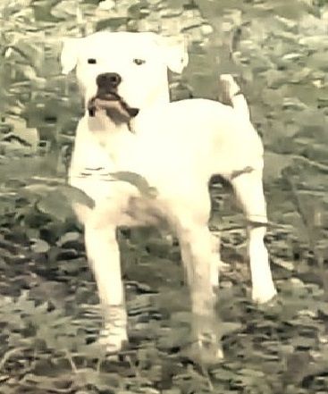 Photo of the dog