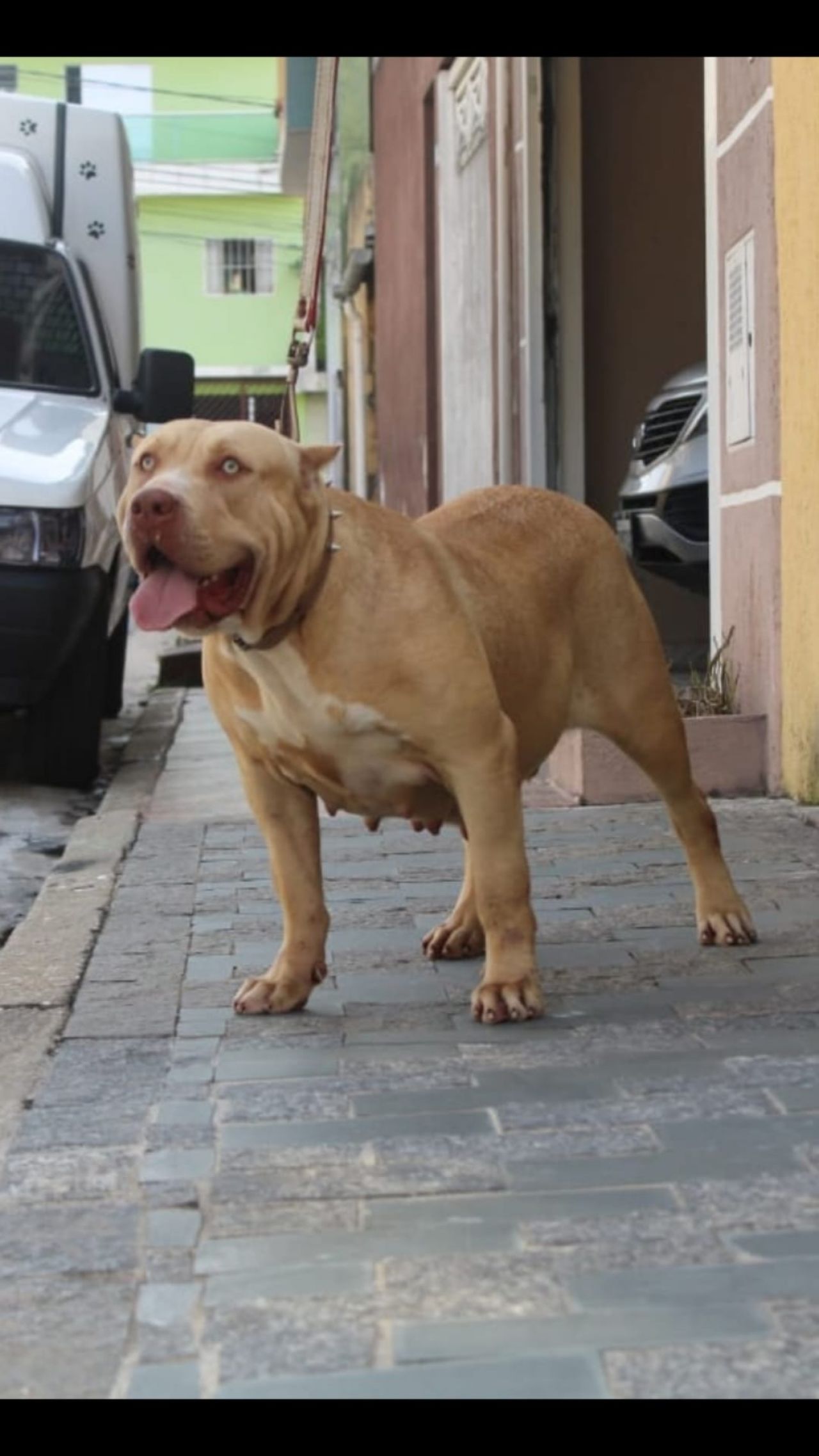 Photo of the dog