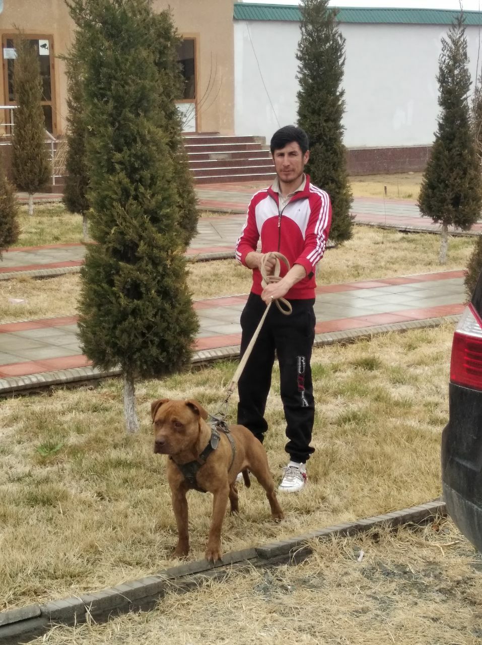 Photo of the dog