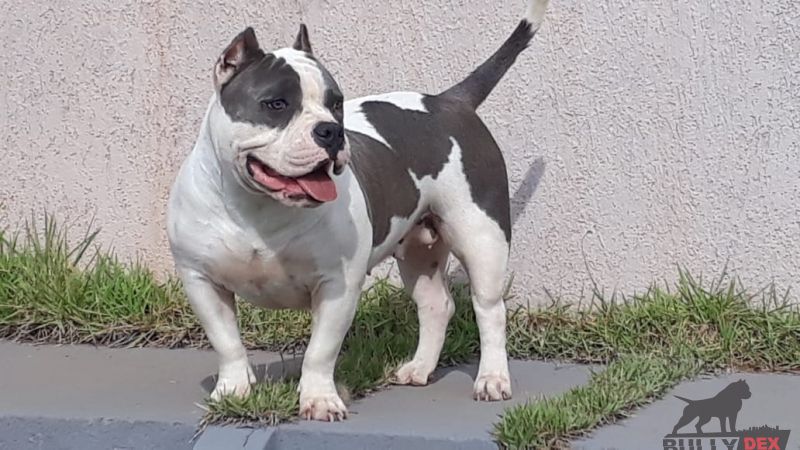 Photo of the dog