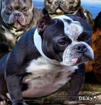 Photo of the dog