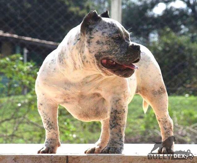 Photo of the dog