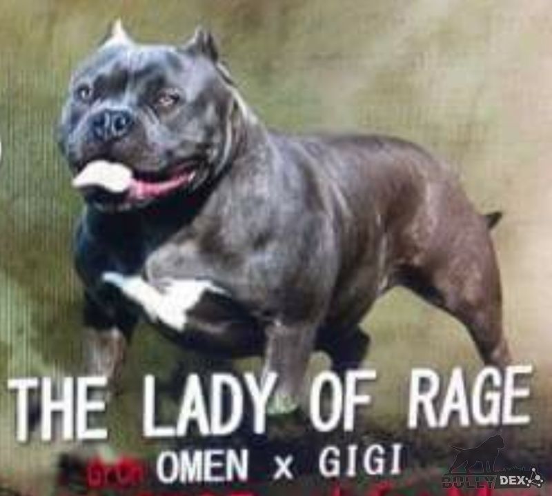 Photo of the dog