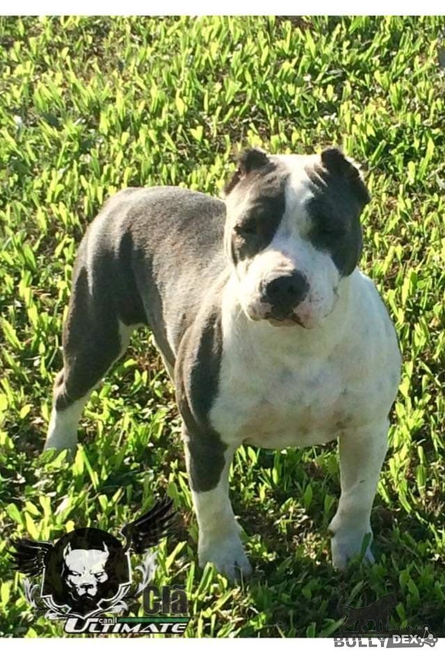 Photo of the dog