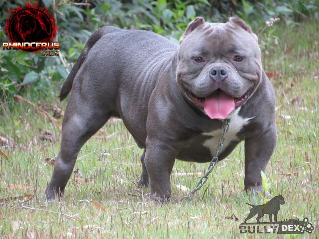 Photo of the dog