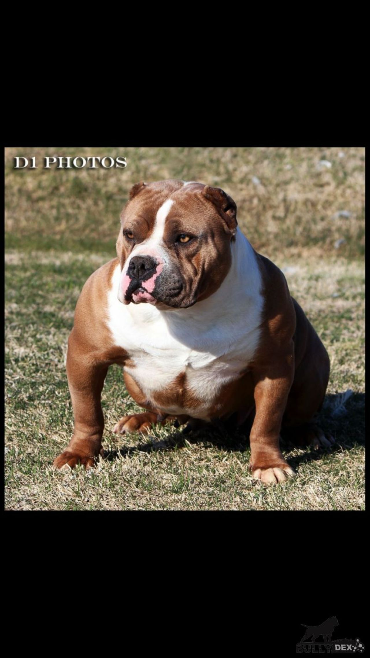 Photo of the dog
