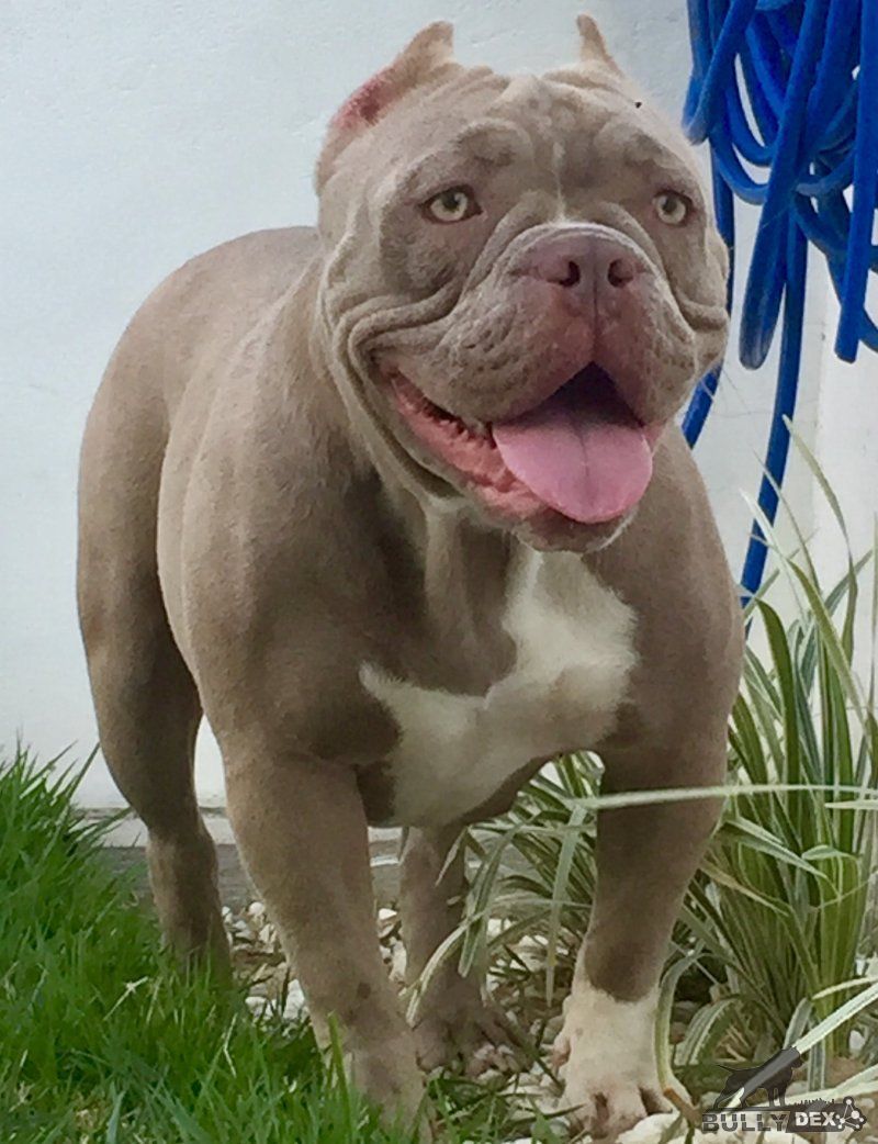 Photo of the dog