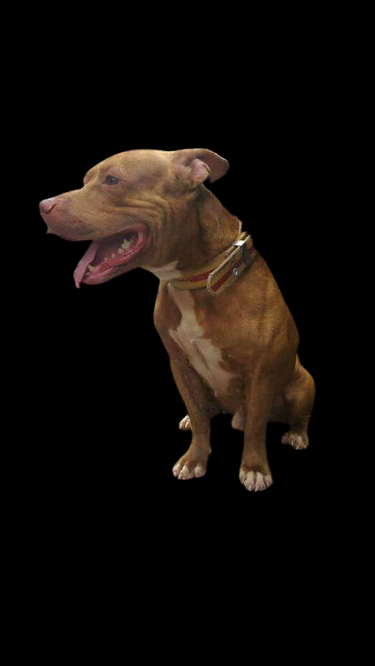 Photo of the dog