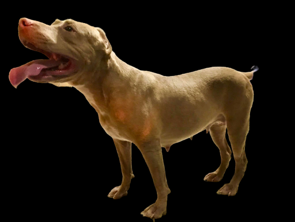 Photo of the dog