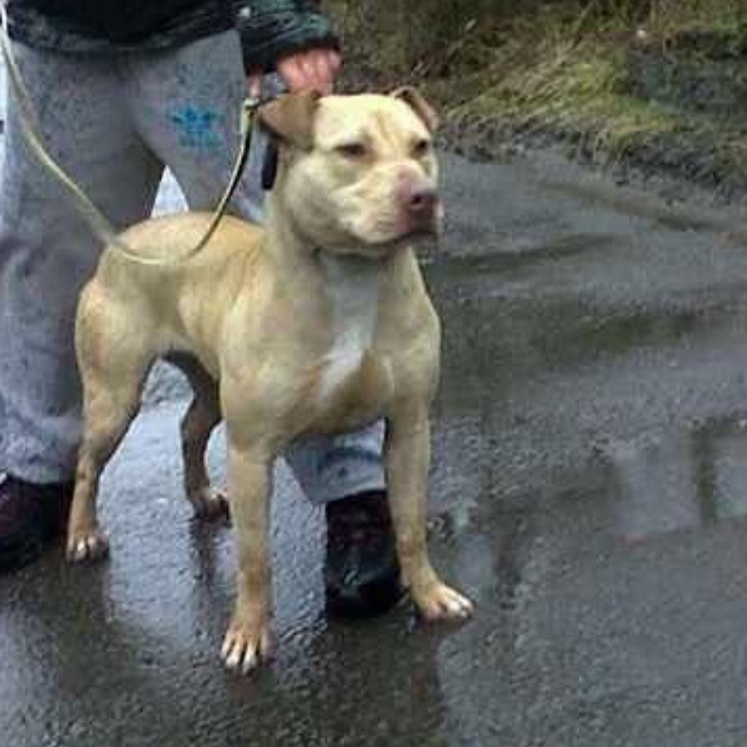 Photo of the dog