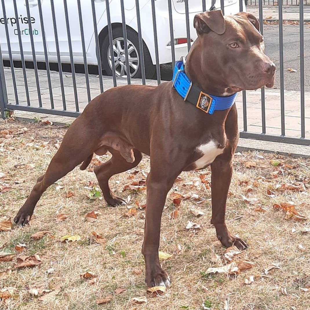 Photo of the dog