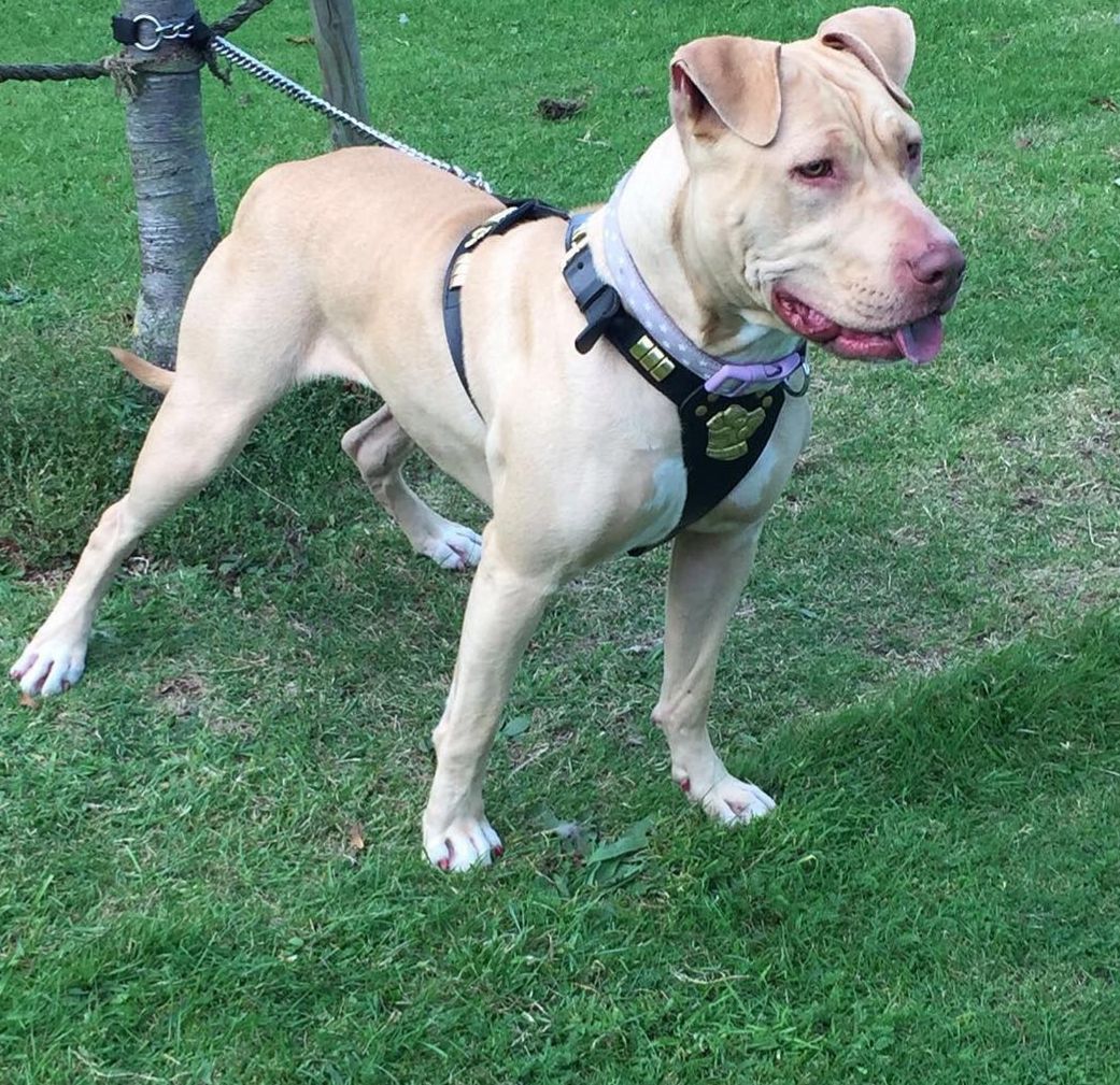 Photo of the dog