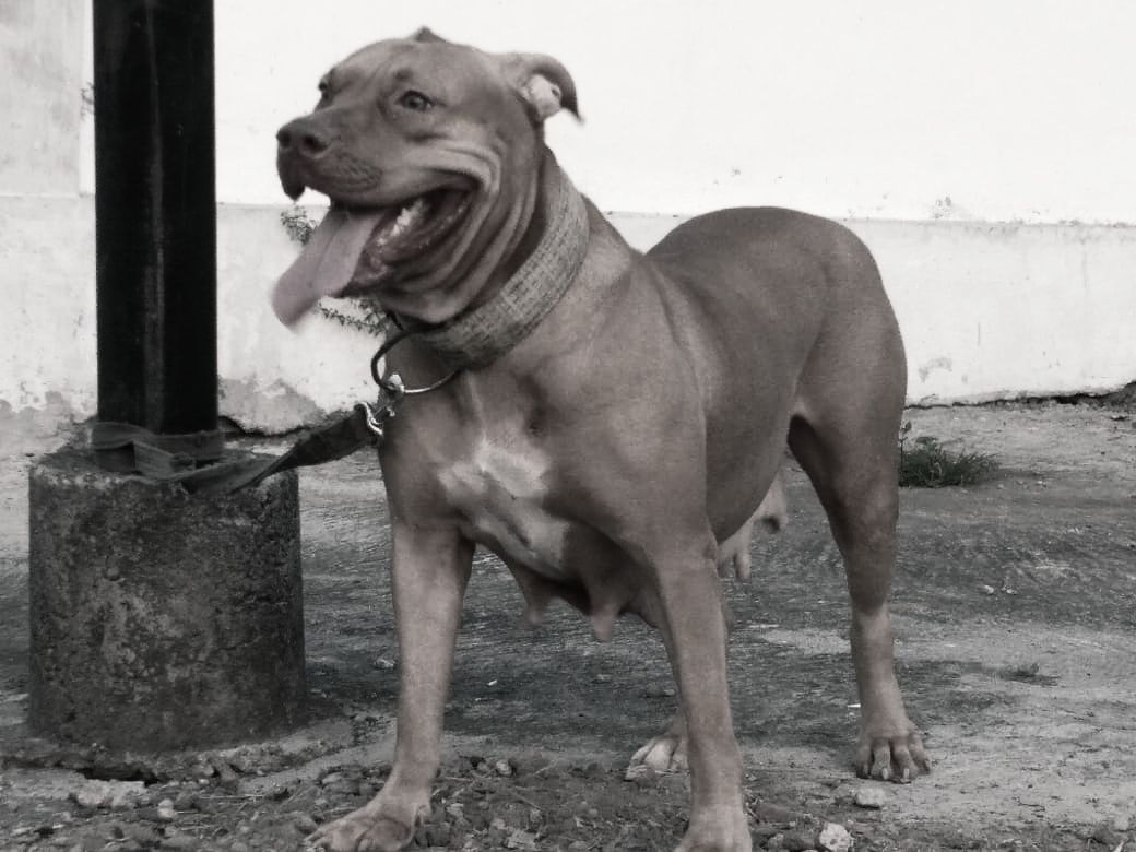 Photo of the dog