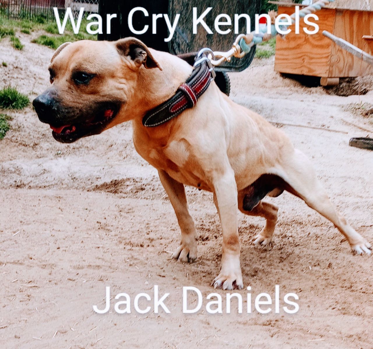 Photo of the dog