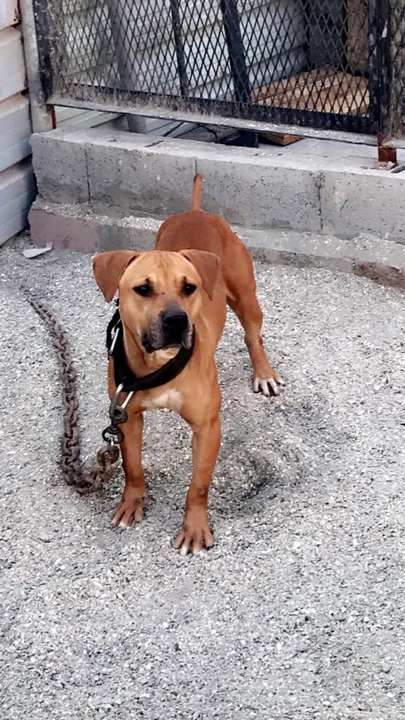 Photo of the dog