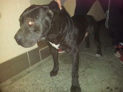 Photo of the dog