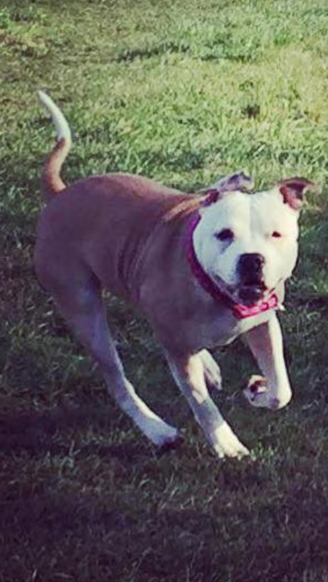 Photo of the dog