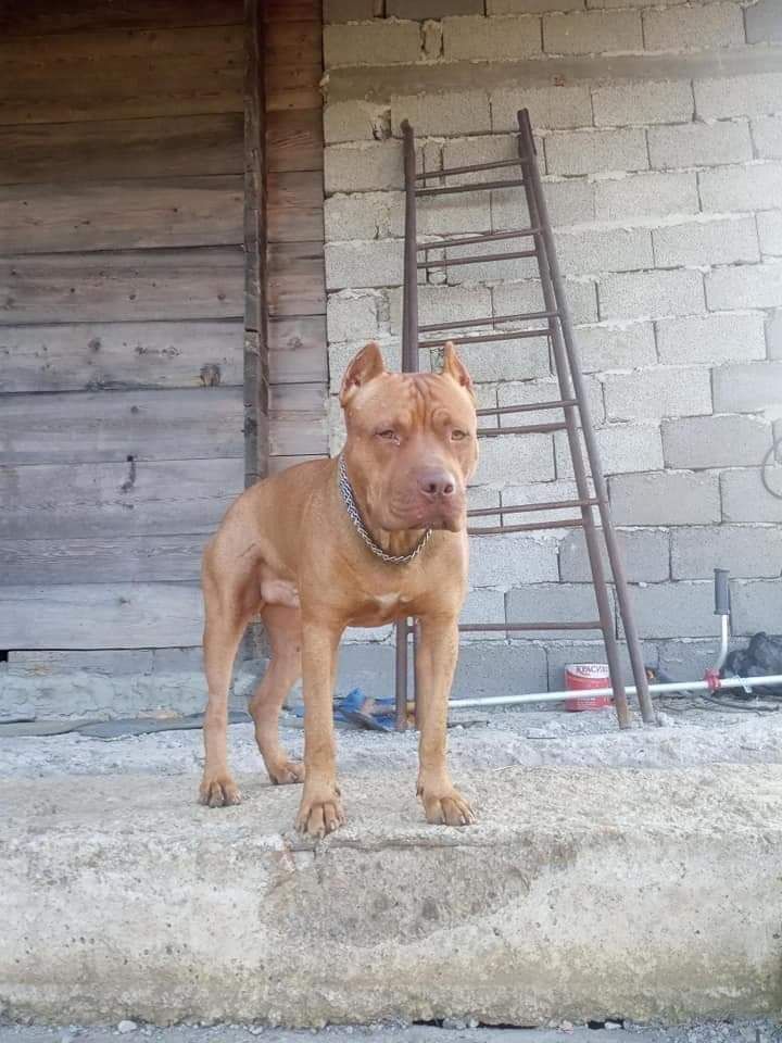 Photo of the dog