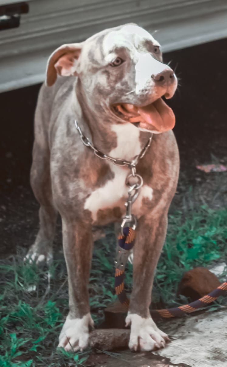 Photo of the dog