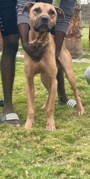 Photo of the dog