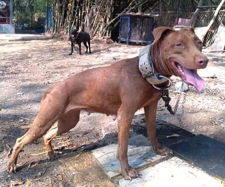 Photo of the dog