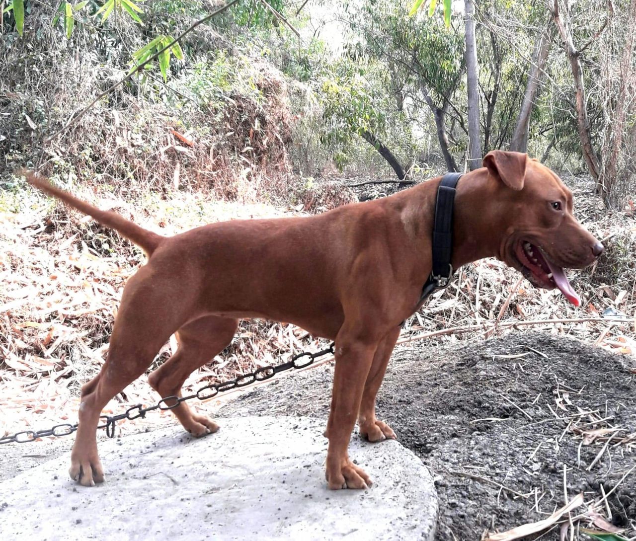 Photo of the dog
