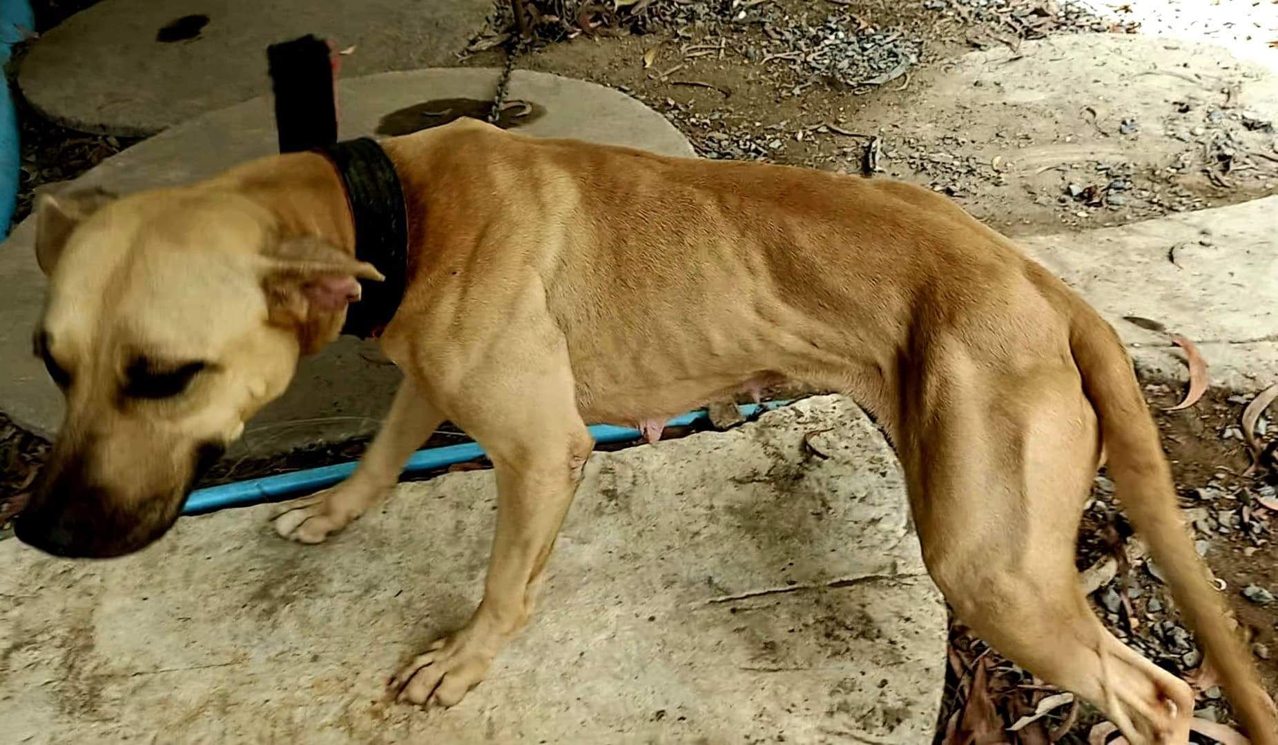 Photo of the dog