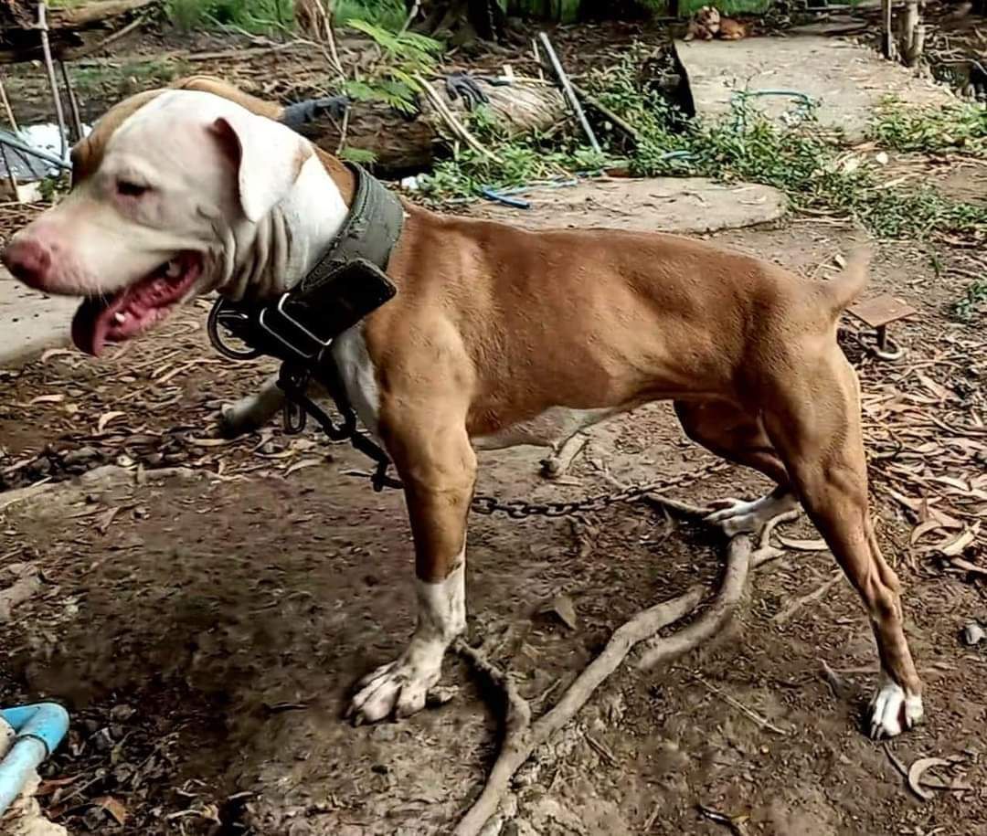 Photo of the dog