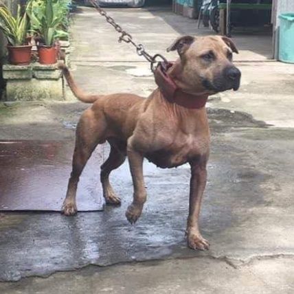 Photo of the dog