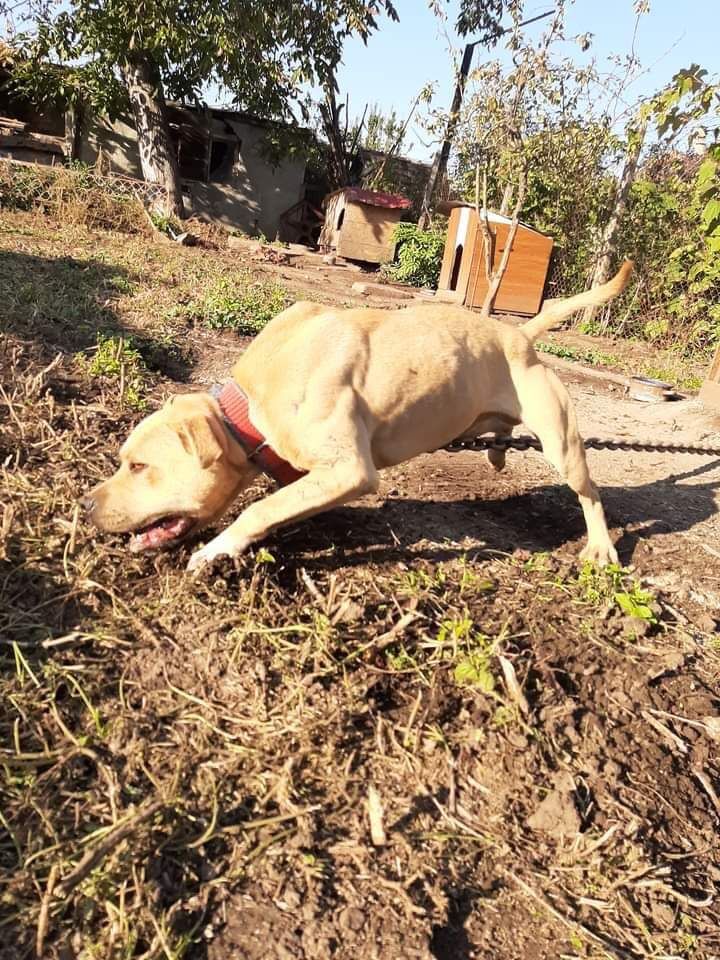 Photo of the dog