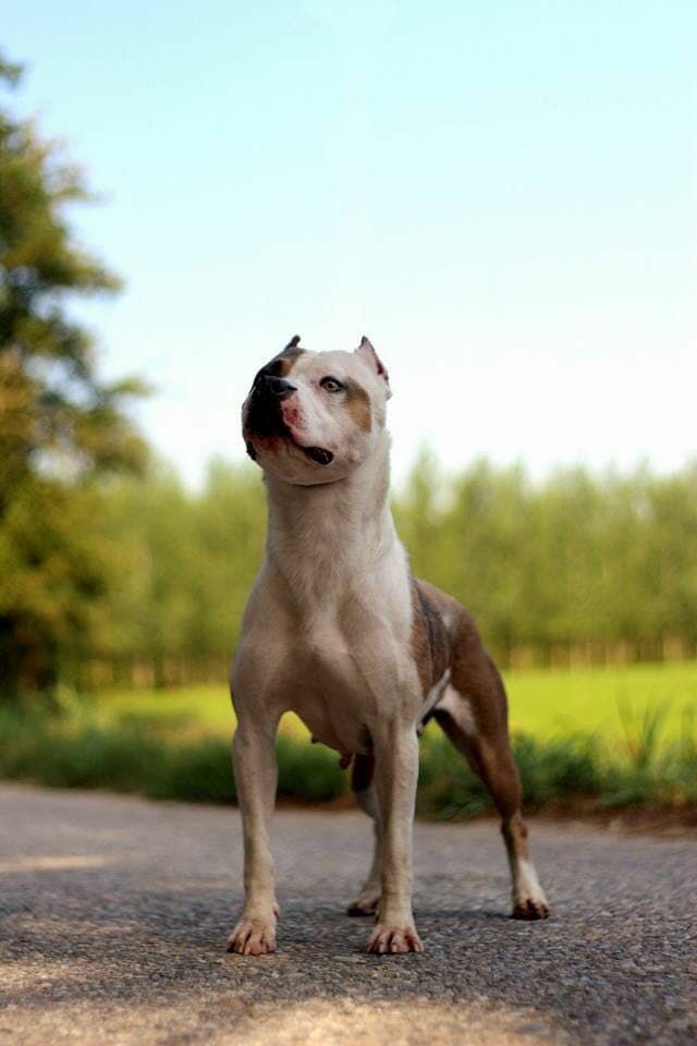 Photo of the dog