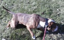 Photo of the dog
