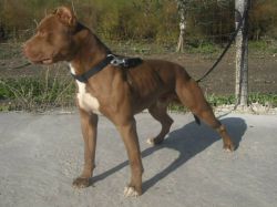 Photo of the dog