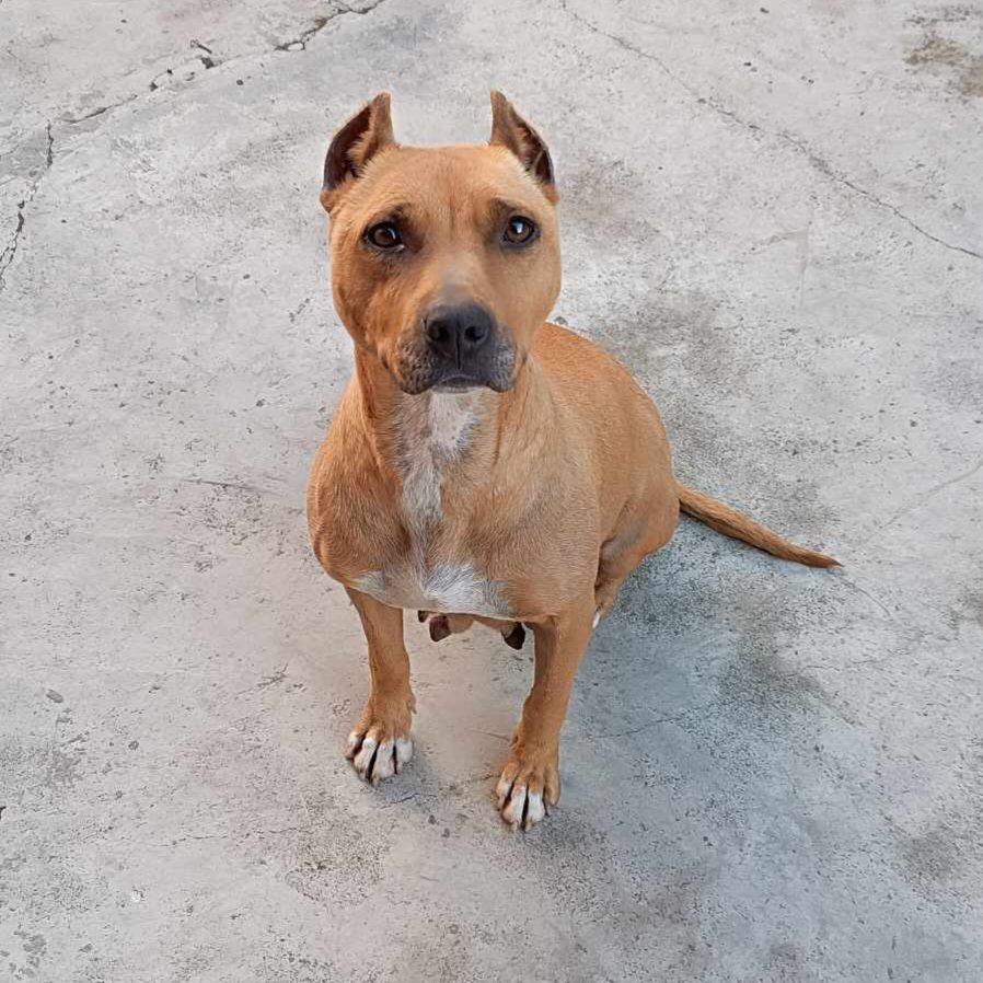 Photo of the dog