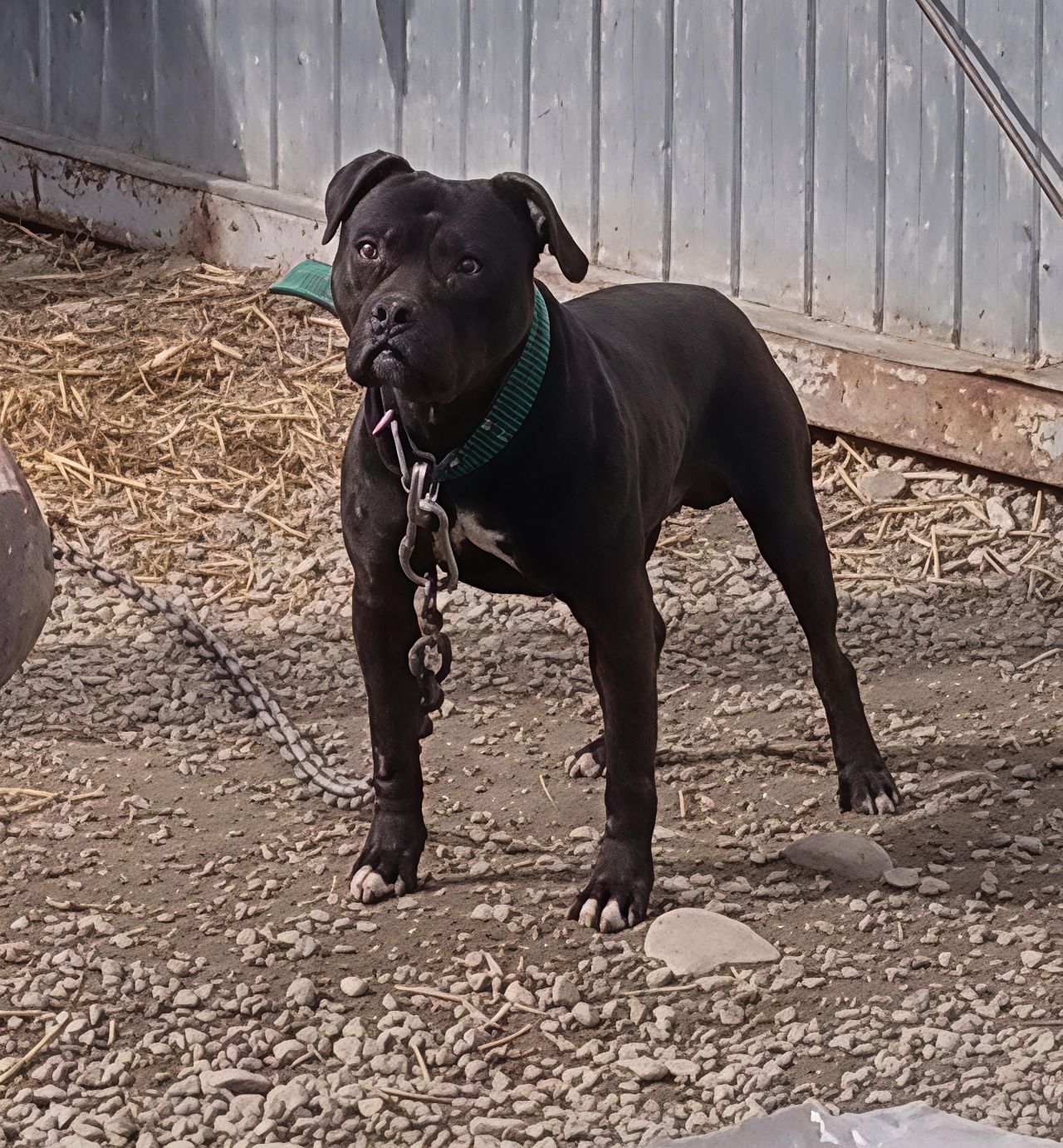 Photo of the dog