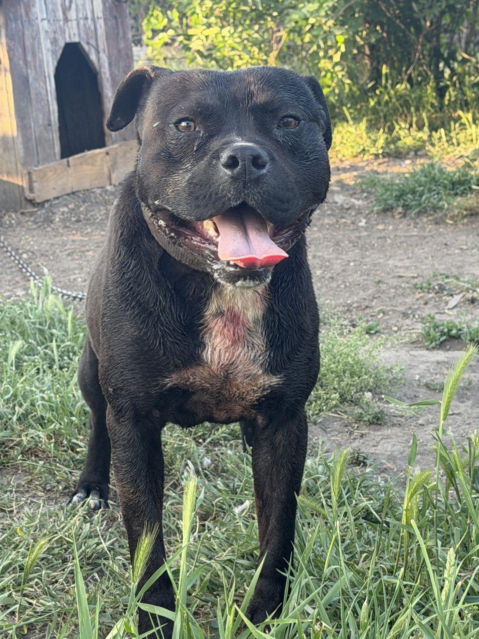Photo of the dog