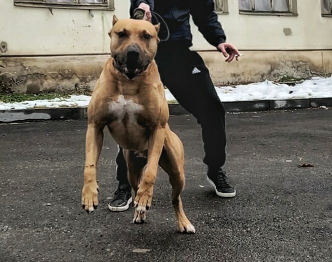 Photo of the dog