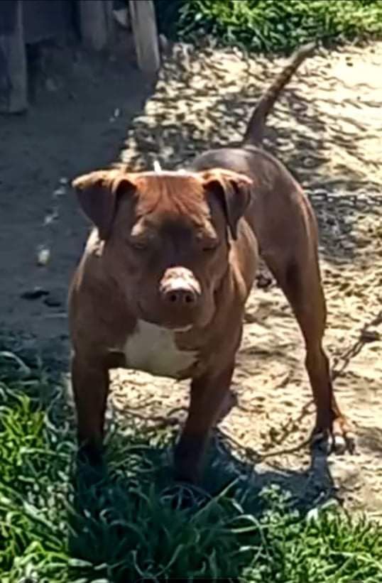 Photo of the dog