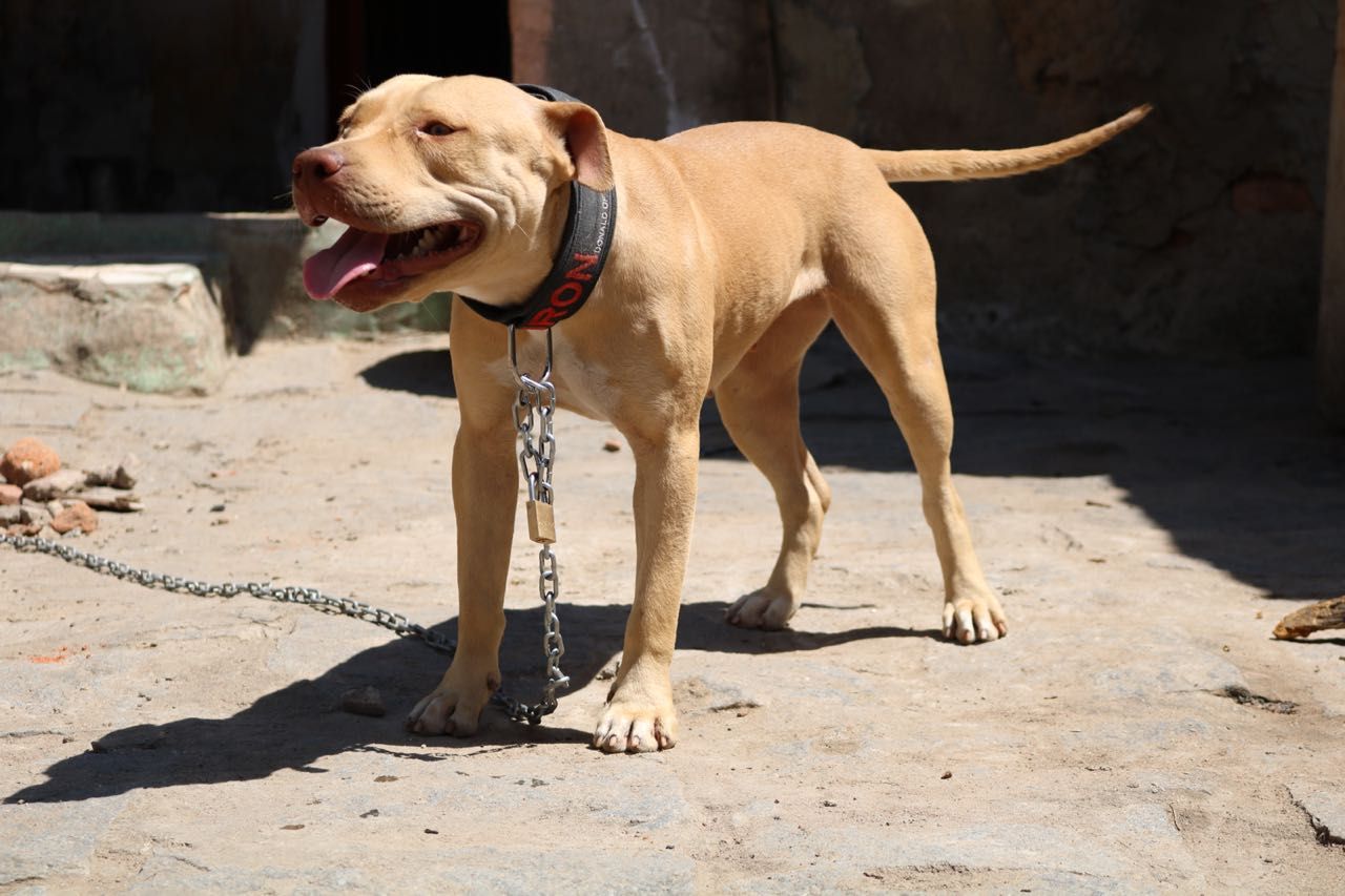 Photo of the dog