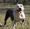 Photo of the dog