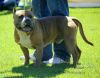 Photo of the dog