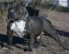 Photo of the dog