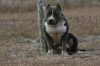 Photo of the dog