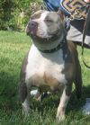 Photo of the dog