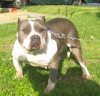 Photo of the dog