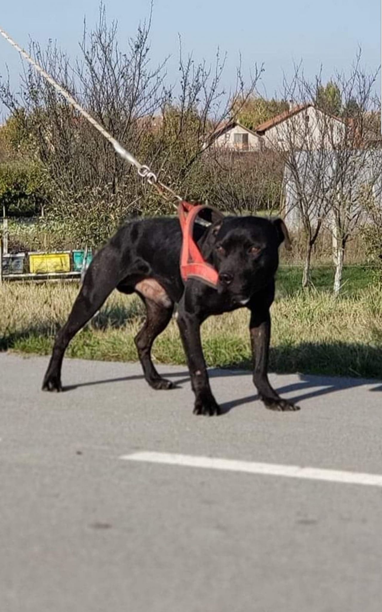 Photo of the dog